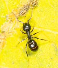 Ants collect aphids on a tree leaf. Macro