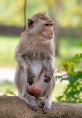 Fototapeta premium Monkey outdoors in a tropical park