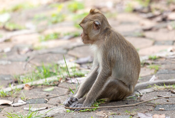Monkey outdoors in a tropical park