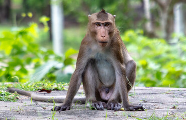 Monkey outdoors in a tropical park