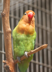 Portrait of a parrot in the zoo