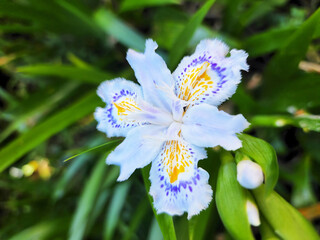 Orchid Iris Japonica, butterfly flower