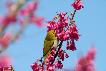 Swinhoe's white-eye (Zosterops simplex) with flowers of Taiwan cherry (Prunus campanulata) blooming in spring in Hong Kong with blue sky
