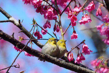 Swinhoe's white-eye (Zosterops simplex) with flowers of Taiwan cherry (Prunus campanulata) blooming in spring in Hong Kong with blue sky