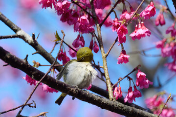 Swinhoe's white-eye (Zosterops simplex) with flowers of Taiwan cherry (Prunus campanulata) blooming...