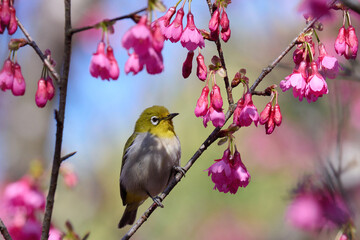 Swinhoe's white-eye (Zosterops simplex) with flowers of Taiwan cherry (Prunus campanulata) blooming in spring in Hong Kong with blue sky