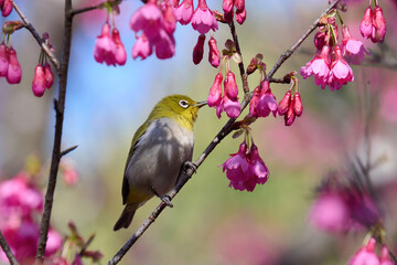 Swinhoe's white-eye (Zosterops simplex) with flowers of Taiwan cherry (Prunus campanulata) blooming in spring in Hong Kong with blue sky