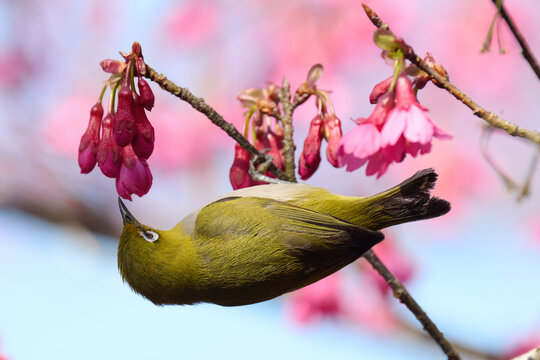 Swinhoe's white-eye (Zosterops simplex) with flowers of Taiwan cherry (Prunus campanulata) blooming in spring in Hong Kong with blue sky