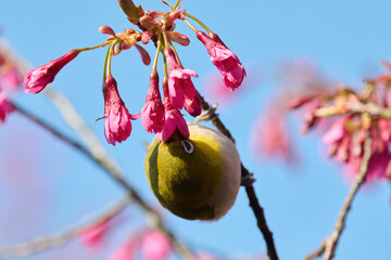 Swinhoe's white-eye (Zosterops simplex) with flowers of Taiwan cherry (Prunus campanulata) blooming...