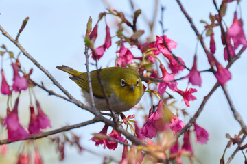 Swinhoe's white-eye (Zosterops simplex) with flowers of Taiwan cherry (Prunus campanulata) blooming in spring in Hong Kong with blue sky