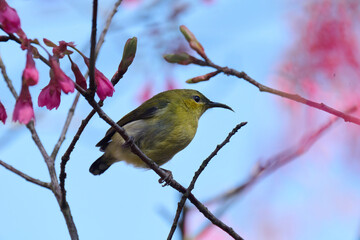 Female fork-tailed sunbird (Aethopyga christinae) with flowers of Taiwan cherry (Prunus campanulata) blooming in spring in Hong Kong with blue sky