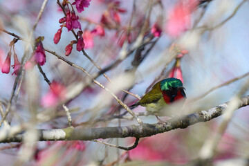 fork-tailed sunbird (Aethopyga christinae) with flowers of Taiwan cherry (Prunus campanulata) blooming in spring in Hong Kong with blue sky