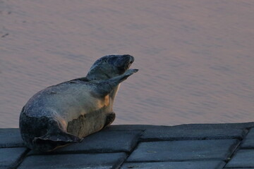 harbour seal