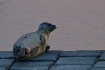 harbour seal