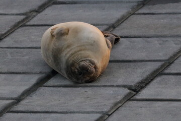 harbour seal