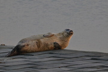Naklejka premium harbour seal