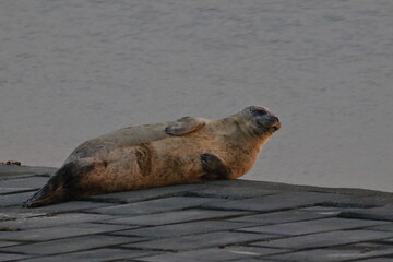 harbour seal