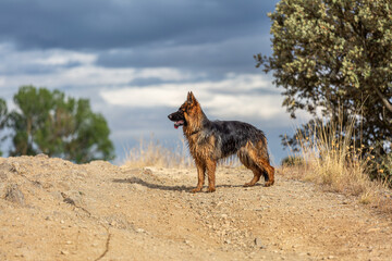 Profile of a beautiful long-haired, black-and-fire German Shepherd puppy outdoors.