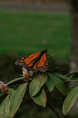 monarch butterfly on a leaf