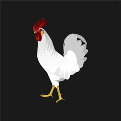 chicken vector ilustration 