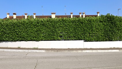 Fence made of a white plaster wall with railing on top and high privacy hedge. Large rooftop with several chimneys on behind. Sidewalk and street in front. Background for copy space