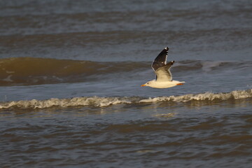 gull