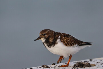 ruddy turnstone