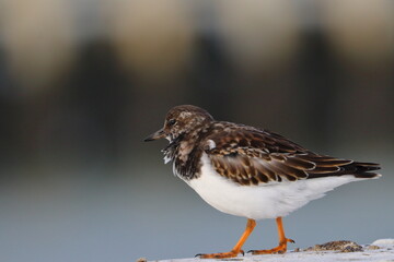 ruddy turnstone