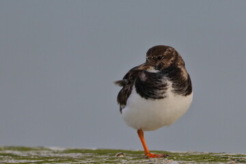 ruddy turnstone