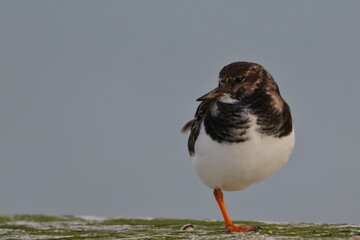 ruddy turnstone