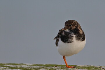 ruddy turnstone