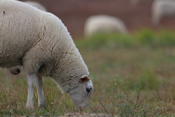 Obraz premium sheep