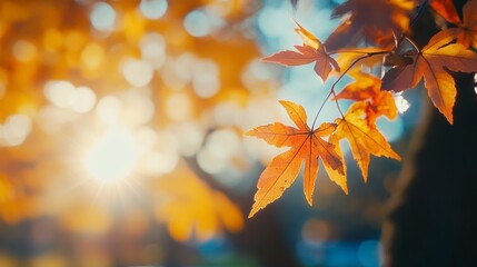 Obraz premium Autumn's hues illuminate the park