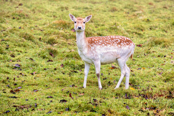 Fallow deer standing and looking on a meadow