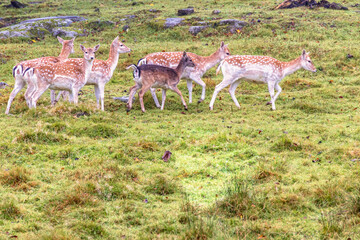 Flock of Fallow deer walking on a grass meadow