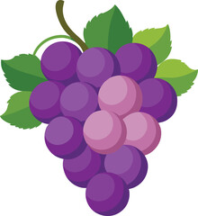 Grapes vector

