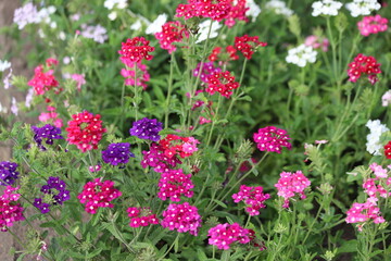 Purple and pink garden verbena flowers. Close up.