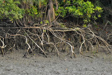 Erected Breathing Roots the Pneumatophores of mangroves trees at the World largest mangrove forest Sundarbans