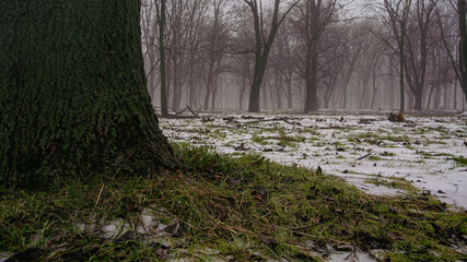Winter Ground and Tree Trunk in Foggy Park