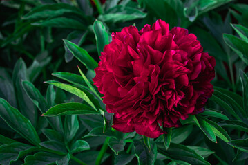 Deep Red Peony Bloom Amidst Green Foliage