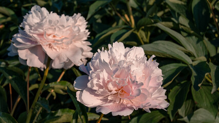Soft Pink Peonies in Full Bloom Amidst Greenery
