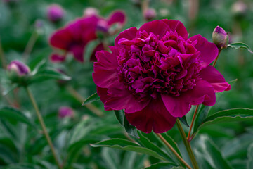 Deep Burgundy Peony in a Sea of Green