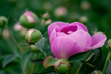 Emerging Pink Peony Bud Surrounded by Green