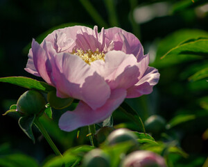 Soft Pink Peony Illuminated by Gentle Sunlight