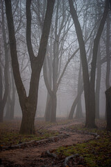 Fototapeta premium Enigmatic Path Through Misty Forest with Bare Trees