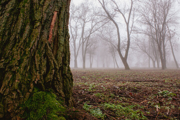 Ancient Tree Trunk in Foggy Forest Clearing