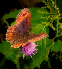 Macrophotography of an Arran Brown butterfly (Erebia ligea) on green leaves in nature.