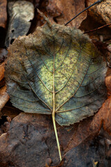 Decaying Leaf in Autumn Forest Floor