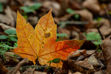 Vibrant Autumn Leaf Resting on Forest Floor