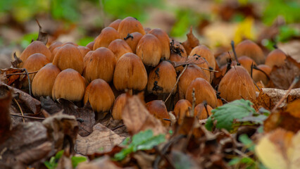 Cluster of Brown Mushrooms on Forest Floor
